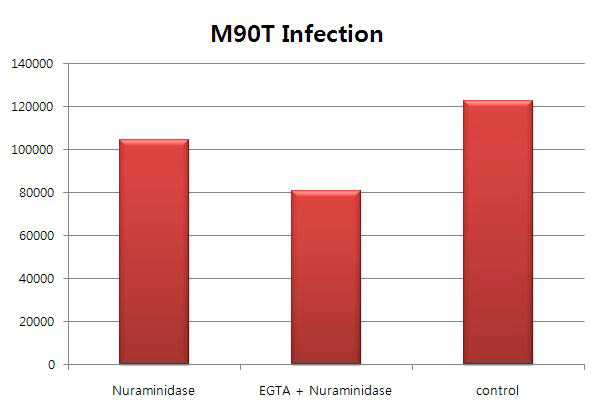 Effect of neuraminidase in Shigella flexner (M90T) invasion to HeLa cell monolayers