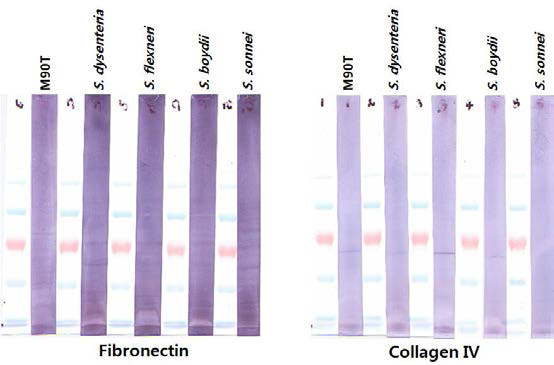 Immunoblot by Fibronectin and Collagen IV
