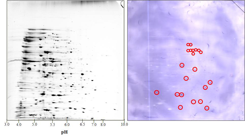 Immuno-proteomic screening by Fibronectin