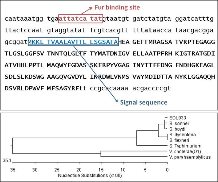 Nucleotide and deduced amino acid sequences of yciD gene in Shigella flexneri and relationship nucleotide sequence of yciD gene