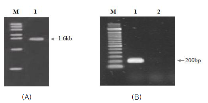 PCR analysis of tolC::kan recombinations