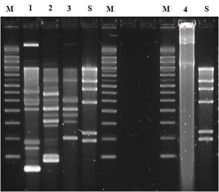 Plasmid profiles of EAR25, EAR29, EAR32 and EAR33