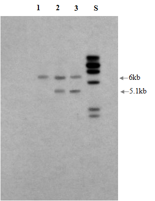 Southern hybridized with ECL labelled aac(6’) Ib-cr