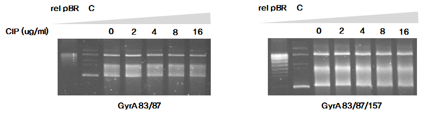 Supercoiling activity DNA gyrases in the presenst of ciprofloxcin