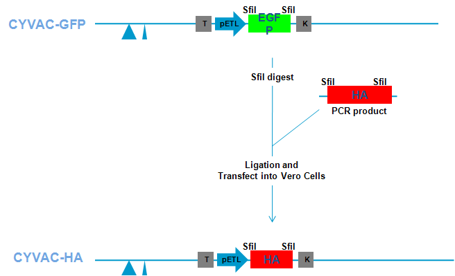 Scheme of development of new viral vector using CYVAC