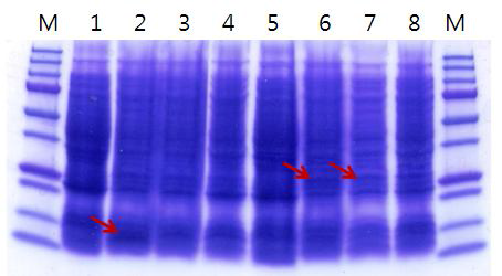 Edmonston 213bp truncated M gene과 795bp truncated M gene, 2h,4h,O/N