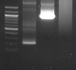MeV 2K5 213bp truncated M gene PCR product와 MeV 2K5 full M gene PCR product