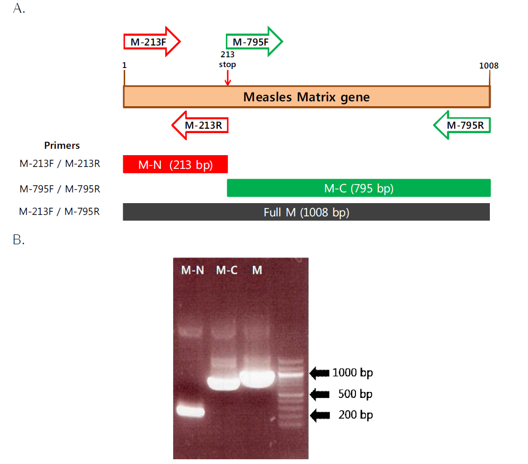 Recombinant baculovirus 제작을 위한 donor plasmid에 삽입할 truncated M protein PCR products