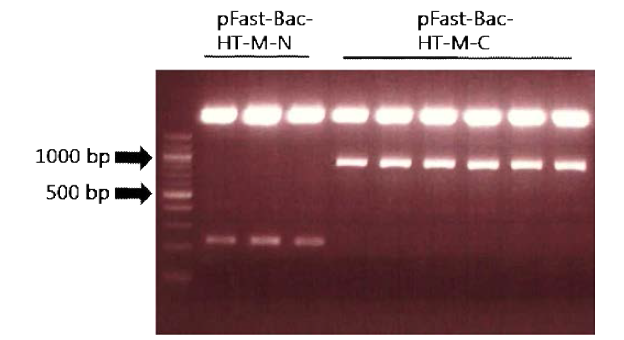 pFastBac-HT vector안에 M-N (213 bp)와 M-C (795 bp)가 각 clone 마다 삽입됨을 BamHI과 XbaI 제한 효소 처리를 통해 확인한 DNA gel