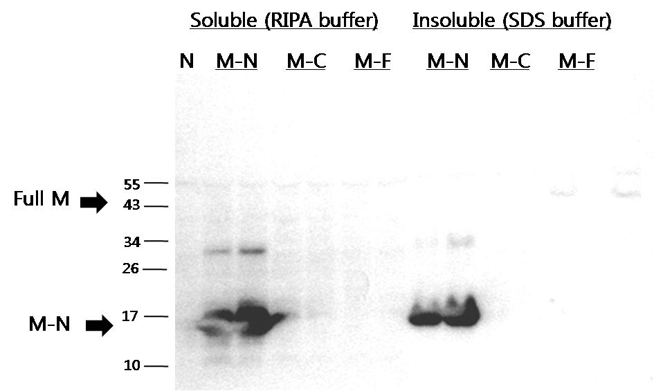 T4 foldon으로 tagging된 SSPE 홍역 truncated matrix 단백질 발현