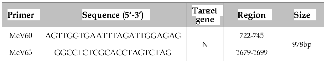 홍역바이러스 양성대조물질 RT-PCR의 primer