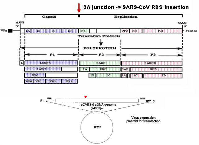 Cloning strategy for construction of SARS-CoV RBD/CVB3 hybrid