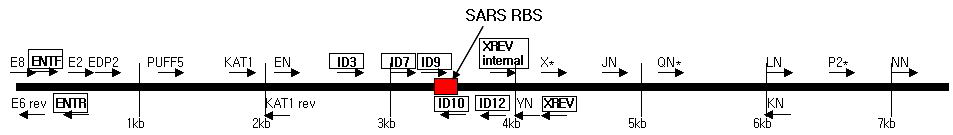 Primer position for confirmation of genomic stability of SARS-CoV RBD/CVB3 hybrid virus