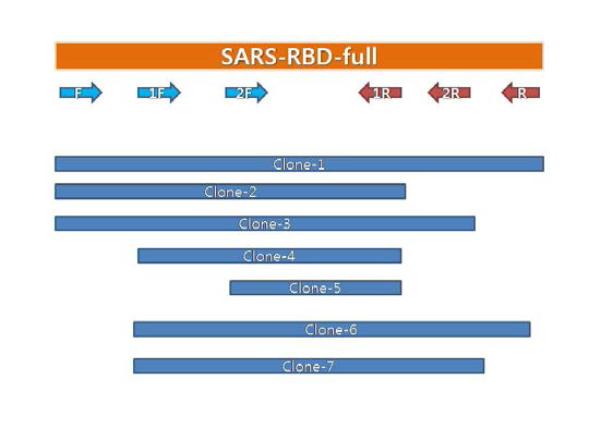 New strategy for cloning of 7 kinds of sub-sized SARS-RBD genes