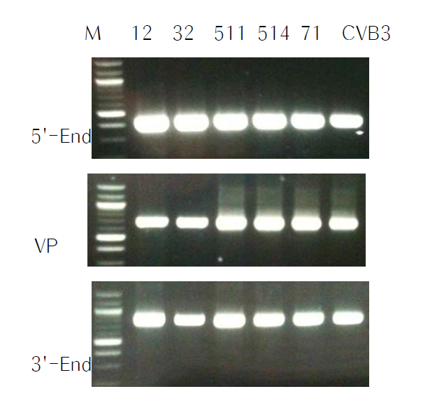Three point confirmation of full length identity using primers targeting 5’- 3-’ ends and VP regions each