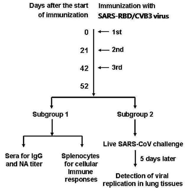 Vaccination schedules for SARS-CoV/CVB3 hybrid viruses into experimental mouse