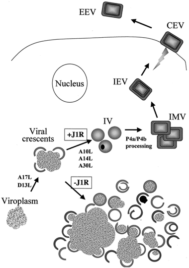 Various vaccinia virus forms in host cell