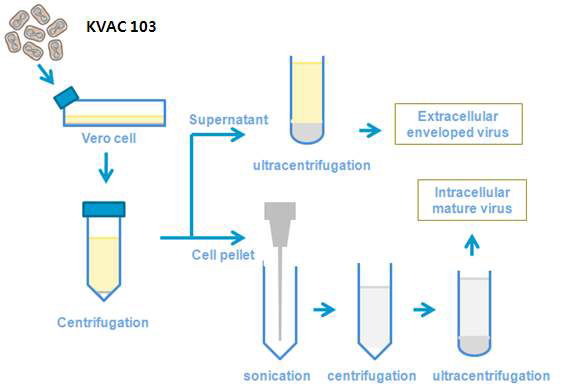 KVAC103을 이용하여 IMV와 EEV를 만드는 모식도