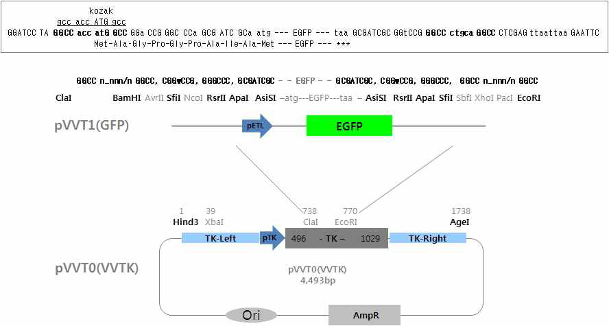 전달벡터 pVVT1(EGFP)의 맵