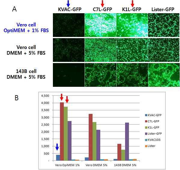C7L 또는 K1L 유전자 삽입에 따른 GFP 항원 발현량 비교