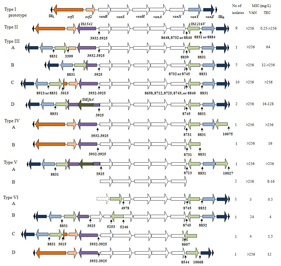 Diversity of vanA cluster of vancomycin-resistant E. faecium from hospitals