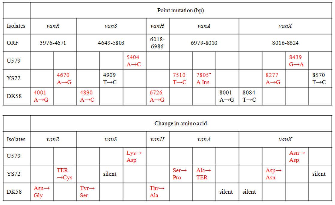 Point mutation in nucleotide sequences and change in amino acids in vanA-type VSE isolates