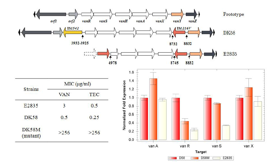 vanA cluster of vanA-type VSE, MICs of vancomycin and teicoplanin, and expression of vanA, vanX, vanR, and vanS