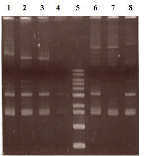 Plasmid patterns of mutants susceptible to teicoplanin and E1739 isolate