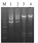 PCR products of axe-ermB (lane 3,4) and axe-vanY (lane 1,2) in E. faecium E1739