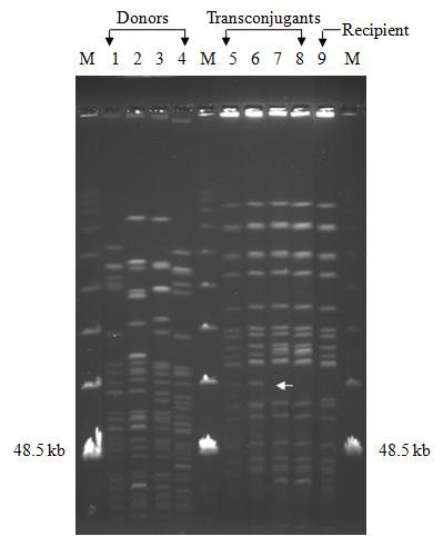 PFGE patterns digested with restriction enzyme, Sma I in total DNA of donors, recipient JH2-2, transconjugants