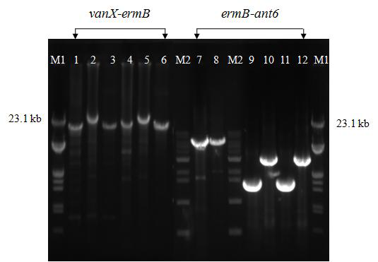 Linkage among vanA cluster, ermB, and ant6 using long PCR