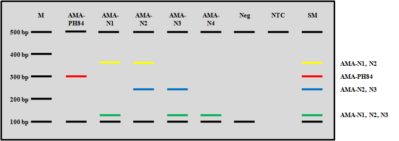 ASP를 이용한 AMA-1 subtype 분석 결과 예측