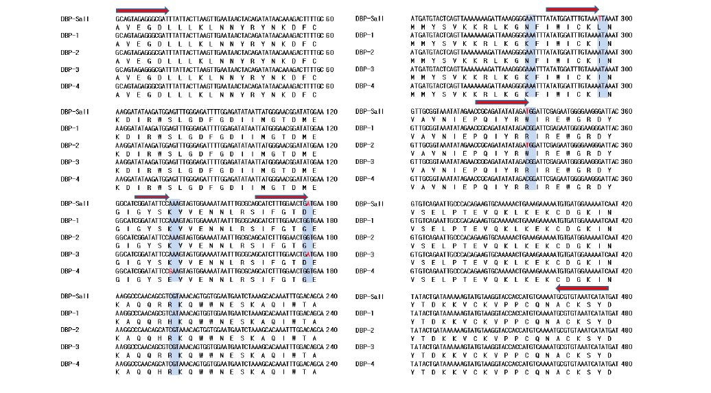 DBP subtype 유전자와 아미노산 서열 분석