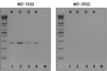 AMA-1 M2 marker PCR 결과