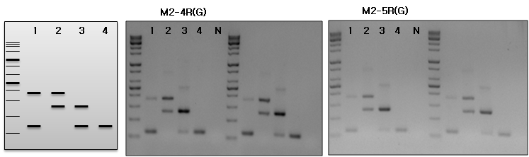 AMA-1 ASP mulitplex PCR 수행