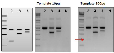 DBP ASP multiplex PCR 수행