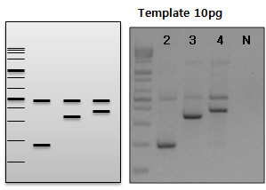 DBP ASP multiplex PCR 수행