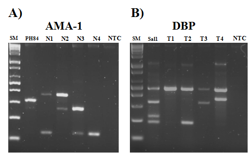 AMA-1과 DBP subtype 구분을 위한 multiplex PCR