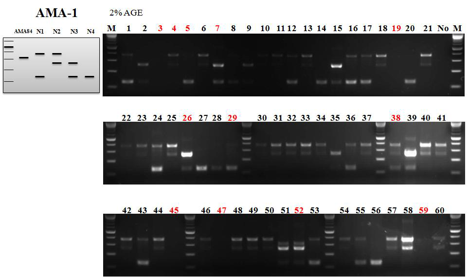 ASP기법을 이용한 AMA-1 subtype 분석