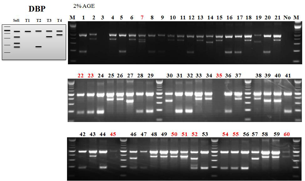 ASP기법을 이용한 DBP subtype 분석