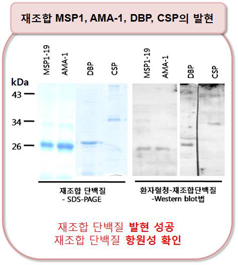 삼일열말라리아 재조합 단백질의 확인 및 항원성 분석을 위한 western blotting