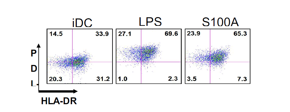 LPS와 S100A8 사이에서 DC 성숙도의 비교
