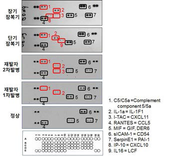 Proteome Profiler Human Cytokine Array Kit에 의한 사이토카인 프로파일링 결과