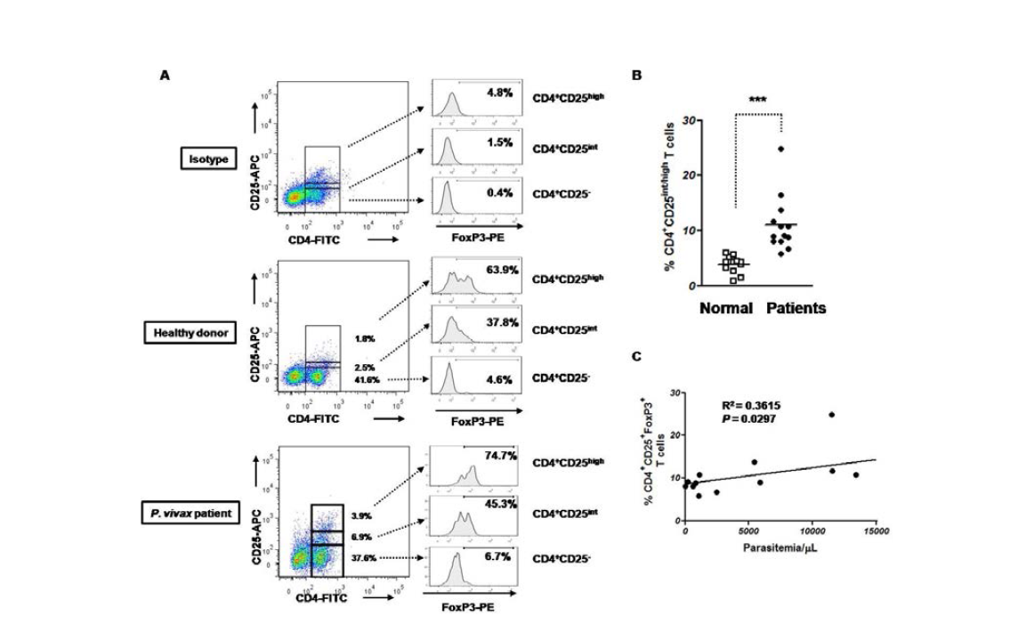삼일열말라리아 환자군에서의 조절 T 세포의 분화 확인