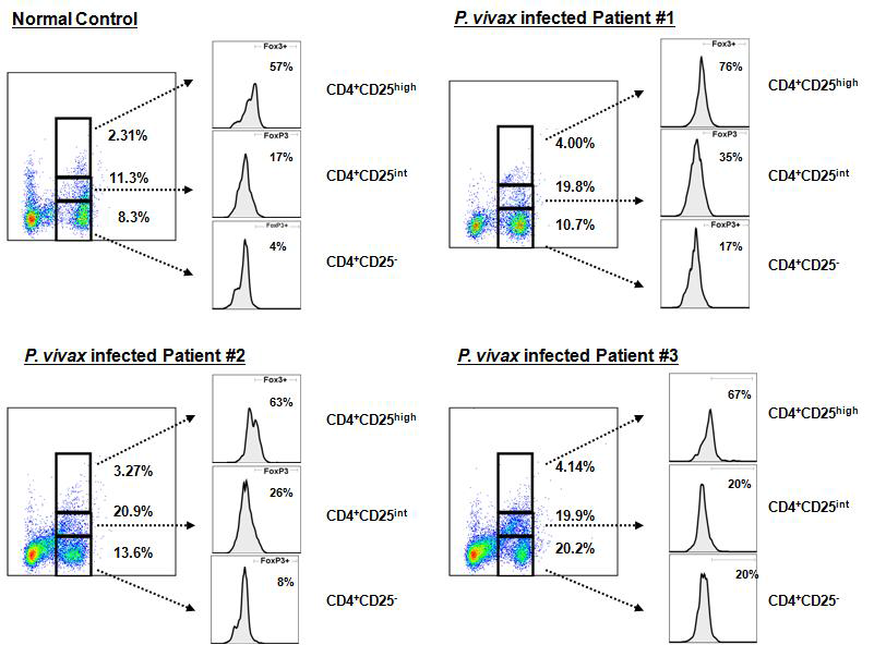 삼일열말라리아 환자군에서의 조절 T 세포의 분화 확인