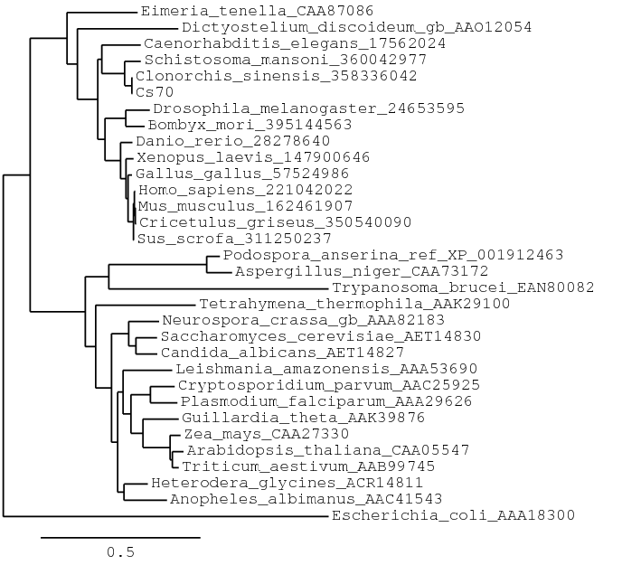 Phylogenetic tree of CsHSP70
