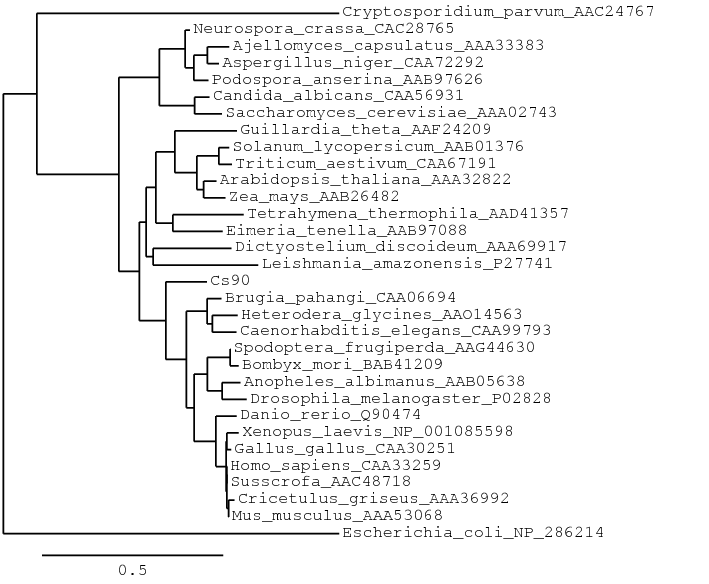 Phylogenetic tree of CsHSP90