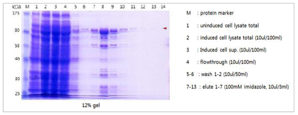 The result of expression and partial purification for rCsHSP90 in E. coli expression system