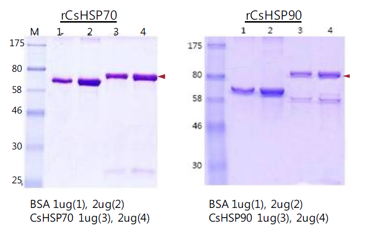 The separation of rCsHSP70 and rCsHSP90 to produce polyclonal antibody