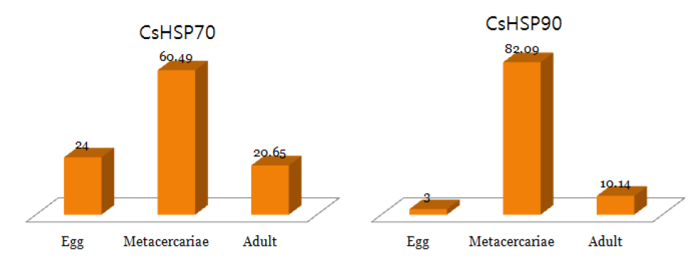 Relative RNA abundance of CsHSP70 and CsHSP90 on the growth stages of C. sinensis